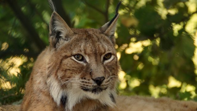 „Akademia ZOOdkrywców” – Dzień dla Dzikich Kotów