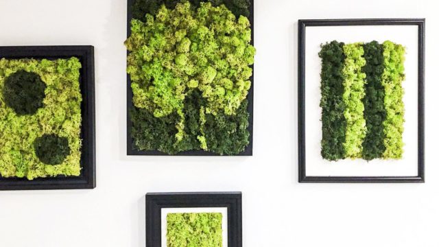 Warsztaty dla dorosłych – Obrazy z mchu