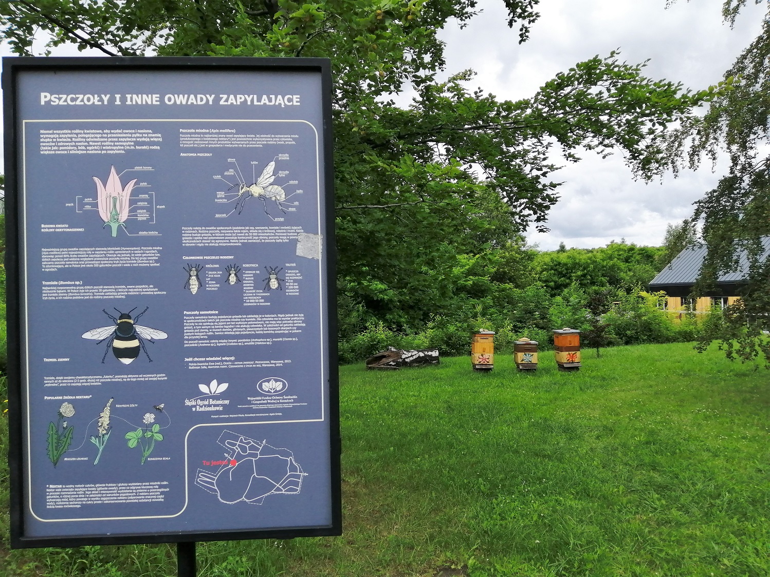 Śląski Ogród Botaniczny Radzionków wakacyjne spacery